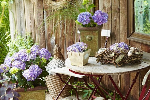 Dieser Sommer wird Endless Chic! - Pflanzencenter ...