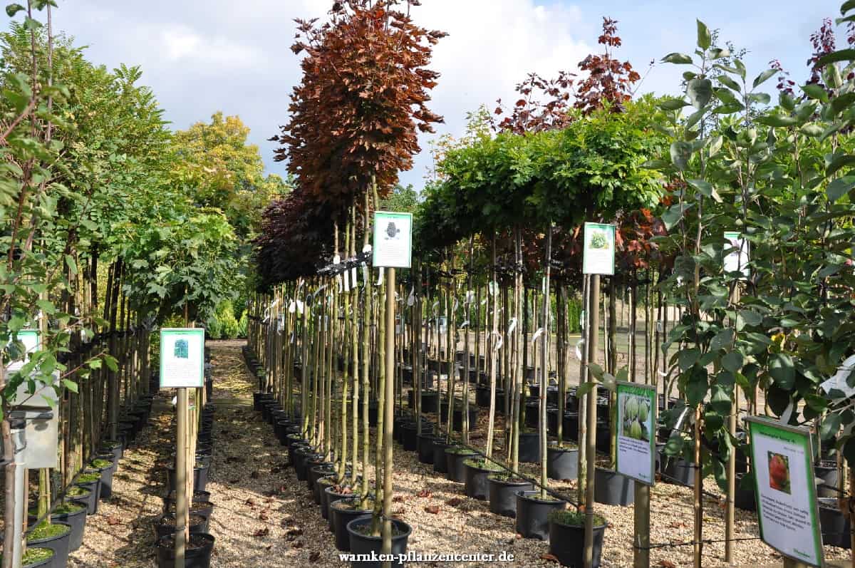 Bäume & Sträucher Pflanzencenter Warnken
