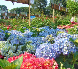 Beet- und Balkonpflanzen