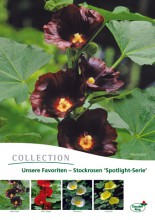plakat_alcea plakat_alcea