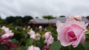 20 % Rabatt* auf Stauden (P1), Rosen und Palmen.