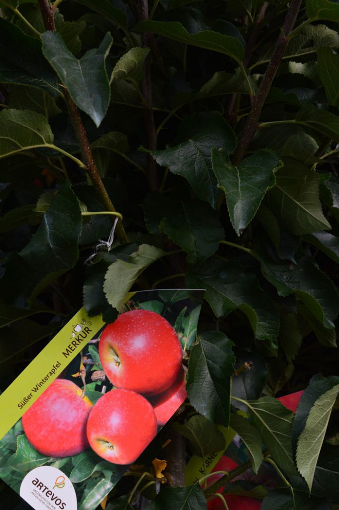 Obst & Beeren Pflanzencenter Warnken