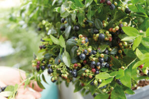 Brazel Berry von BERRYBUX in Blüte Produktfoto Warnken Pflanzen