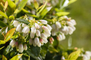 BrazelBerry BerryBux Blüten Detailaufnahme