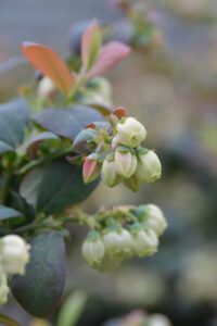 Brazel Berry Pink Breeze Blüte - Warnken Pflanzen Wardenburg LK Oldenburg