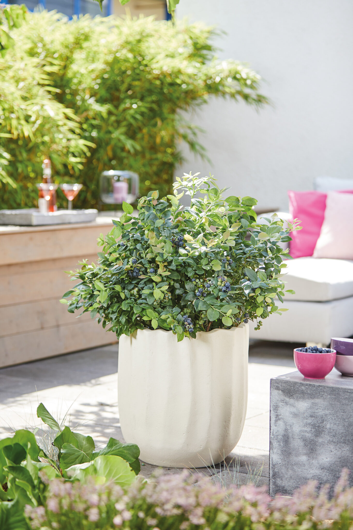 Die BrazelBerry Pink Breeze und eine weitere Auswahl an Pflanzen und