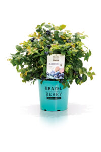 Brazel Berry Pink Breeze Warnken Pflanzenhandel Wardenburg LK Oldenburg