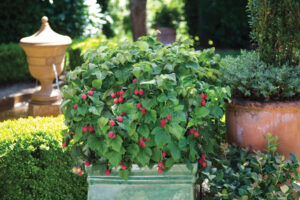 Produtkfoto Brazel Berry Paspberry Shortcake im Garten - Warnken Pflanzen Oldenburg