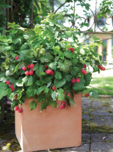 Brazel Berry Raspberry Shortcake im Pflanzenkübel - Warnken Pflanzen LK Oldenburg