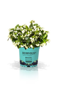 Heidelbeere Vaccinium angustifolium BrazelBerry ® Berry Bux ® • Warnken Pflanzen Oldenburg Wardenburg