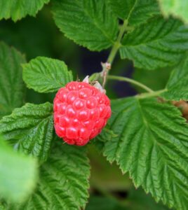 Brazel Berry Raspberry Shortcake Deteilaufnahme Beere - Warnken Pflanzen Wardenburg