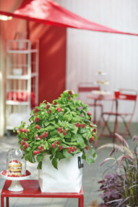 Raspberry-Shortcake-Terrasse-2020 Warnken Pflanzen Wardenburg Produktfoto auf Terrasse