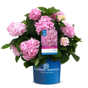 Hortensie Endless Summer Rosa - Warnken Pflanzencenter Oldenburg Landkreis