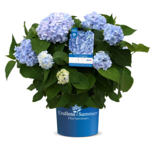 Endless Summer Hortensie The Original blau Warnken Pflanzencenter Wardenburg LK Oldenburg