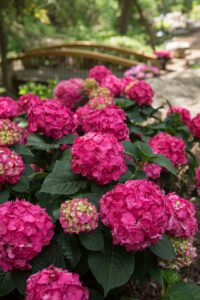 Hydrangea Marcophylla Summer Love rot Hortensie Warnken Pflanzen Oldenburg Wardenburg