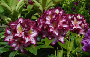 Rhododendron Happy Dendron Pushy Purple Warnken Pflanzen