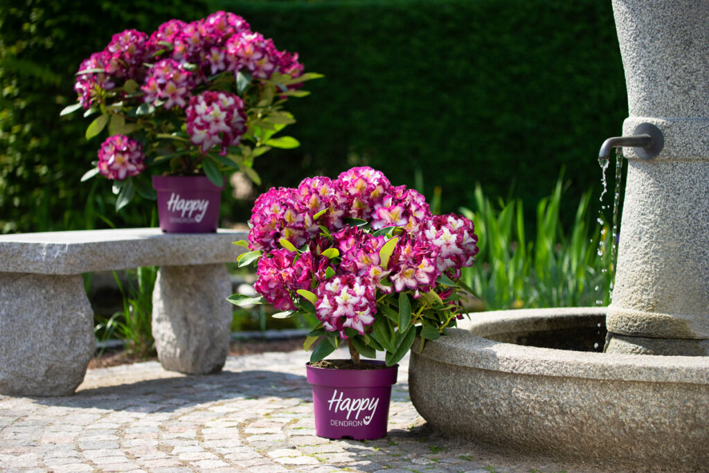 Happy Dendron Happydendron-Pushy-Purple