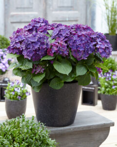 Hydragena Macophylla Deep Purple Hortensie • Warnken Pflanzen LK Oldenburg