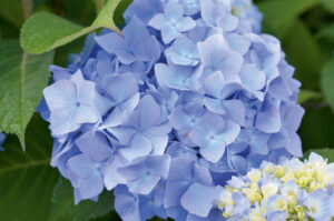 Hortensie Hydrangea Macrophylla Endless Summer blau Warnken Pflanzen Oldenburg Wardenburg