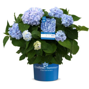 Hyrangea Macrophylla Endless Summer Hortensie original blau Warnken Gartencenter Oldenburg