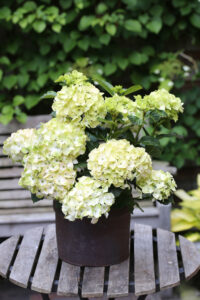 Hortensie Hydrangea Macrophylla Magical Noblesse Warnken Pflanzen Oldenburg