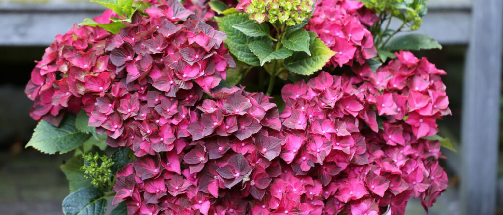 Hortensie Hydrangea Marcophylla Magical Ruby Tuesday Warnken Pflanznen