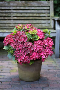 Hortensie Macorphylla Magical® Ruby Tuesday® Warnken Pflanzen Wardenburg