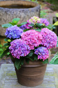 Hortensie Hydrangea Macrophylla Musik-Colletion® blau Pflanzenverkauf Warnken LK Oldenburg