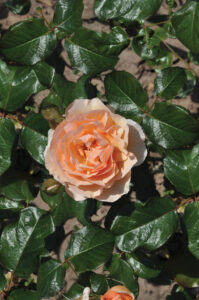 Die essbare Rose Rosa Mystik Warnken Pflanzen Oldenburg