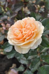 Essbare Rose Rosa Mystic Gartenbaumschule Oldenburg