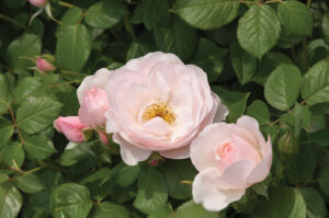 Essbare Rosen Rosa Pear Warnken Pflanzen Oldenburg Landkreis