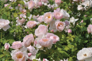 Rosa Pear die essbare Rose - Warnken GartenBaumschule Wardenburg