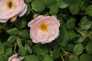 Essbare Rose Roas Pear Bozedib Warnken Gartenbaumschule