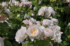 essbare rose rosa pear Bozedib Warnken Pflanzencenter Oldenburg