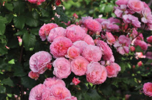 essbare rosen warnken oldenburg