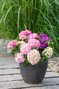 Hortensie Three Sisters pink - Warnken Pflanzencenter Niedersachsen