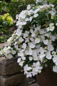 Hydrangea Runaway Brinde Hortensie weiß Warnken Pflanzen LK Oldenburg