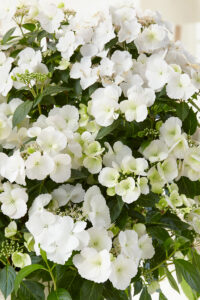 Hortensie Hydrangea Runaway Bride weiss