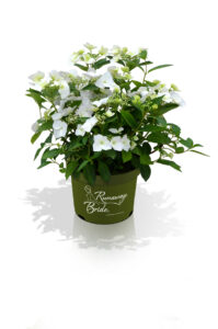 Hortensie Hydrangea Runawas Bride - Pflanzencenter Oldenburg LK Warnken