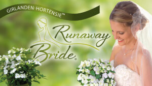 Girlandenhortensie Runaway Bride bei Warnken Pflanzen