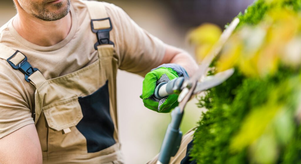 Gardener Looking After Shrubs