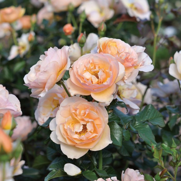 Essbare Rose Pflanzencenter Warnken Oldenburg Landkreis Wardenburg