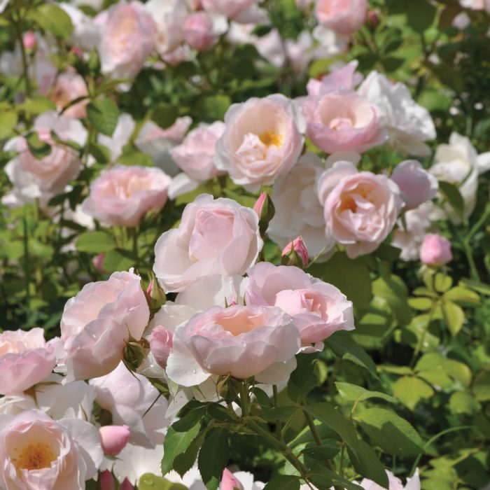 Rosa Pear die essbare Rose - Warnken GartenBaumschule Wardenburg