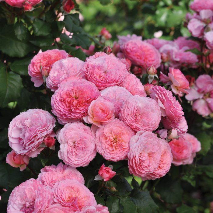 essbare rosen warnken oldenburg